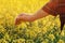 Close up of farmer`s hand holding blooming rapeseed plant