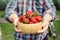 Close-up farmer's hand holding and offering red tasty ripe organic juicy strawberries in wooden bowl outdoors at farm