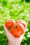 Close-up of a farmer`s hand holding three red ripe tomatoes on a background of blurred greens.