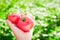 Close-up of a farmer`s hand holding three red ripe tomatoes on a background of blurred greens.