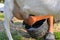 Close-up of a farmer& x27;s hand milking a goat on a dairy farm. Farmer milking a goat on a dairy farm. The owner milking his