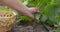 Close-up of farmer's hand picking green ripe cucumber from branch in greenhouse