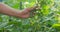 Close-up of farmer's hand picking green ripe cucumber from branch in greenhouse