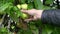 Close up Farmer`s hand pluck a ripe apple from the apple tree and places it in a wooden box. Picking large ripe green, varietal, s