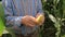 Close-Up The Farmer`s Hands Are Checked For Ripeness Of Corn Grain In The Cob