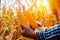 Close-up of the farmer\'s hands holding corn amid the dry cornfield portrays the harmony between human toil and nature