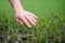 Close up of the farmer's hands holding young wheat sprout from the latest seeding. Agronomist explores the quality