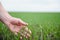 Close up of the farmer's hands holding young wheat sprout from the latest seeding. Agronomist explores the quality