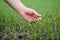 Close up of the farmer& x27;s hands holding young wheat sprout from the latest seeding. Agronomist explores the quality