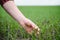 Close up of the farmer's hands holding young wheat sprout from the latest seeding. Agronomist explores the quality