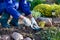 Close-up of farmer\'s hands planting a bush