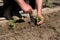 Close up of farmer`s hands sowing pepper seedlings in a spring garden