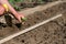 Close up of farmer`s hands sowing pepper seedlings in a spring garden