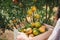 Close-Up of Farmer Woman Hands is Harvesting Orange in Organic Farm, Agriculturist Reaping an Oranges into Her Basket, Agriculture