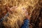 Close up of a farmer wraps around a sheaf with his hands and checks the quality of the wheat ears on the field. Farm