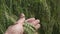 Close up of a farmers hand touching of young growth green barley.