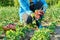 Close-up of farmers hands picking radishes in basket