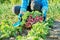 Close-up of farmers hands picking radishes in basket