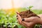 Close up farmers take care of vegetable hydroponic organic planting