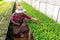 Close up farmers take care of vegetable hydroponic organic planting. Sprouted seedlings are planted on black tray in the