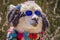 Close-up of Fashion Llama with sunglasses in Peru, South America