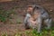 Close-up of fat beggar monkey at Angkor Wat