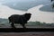 Close up of a fat dog standing on an outdoor floor, beautiful Mekong river view background
