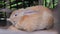 Close-up of a fat large fat light brown rabbit sleeping sitting