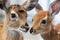 close-up of fawn and rabbit, their faces only inches apart