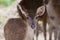 Close up fawn (young deer)