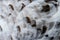 close up feather goose for background