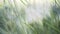 Close up of feather grass in the wind in a summer meadow. Action. Flying through the green field and fluffy plants white