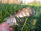 Close-up of a feather of a wild bird