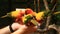 Close up Feeding Colorful Parrots Sitting on Human Hand