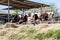 Close up of feeding cows in cowshed on dairy farm in countryside of Thailand. Black and white cows eating hay in the stable