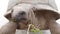 Close up feeding giant tortoise