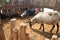 Close-up of feeding sheep at the petting zoo. Young and old animals live in the same enclosure. Chickens, turkeys and ungulates in