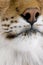 Close-up on a feline\'s snout - Eurasian Lynx