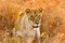 Close up of a female African Lion hiding in long grass in a South African Game Reserve