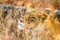 Close up of a female African Lion hiding in long grass in a South African Game Reserve