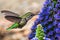 Close up of female Anna`s Hummingbird