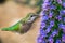 Close up of female Anna`s Hummingbird