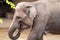 Close-up of a female Asian elephant where we can appreciate her breast