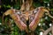 Close-up of a female Attacus atlas or Atlas moth