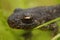 Close up of a female of the  Balkan crested newt or Buresch`s crested newt or Triturus ivanbureschi