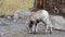 close up of a female bighorn sheep feeding in yellowstone