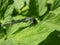 Close-up of the female blue form of the azure damselfly (Coenagrion puella) eating it\\\'s prey on a green leaf