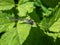 Close-up of the female blue form of the azure damselfly (Coenagrion puella) eating it\\\'s prey on a green leaf