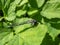 Close-up of the female blue form of the azure damselfly (Coenagrion puella) eating it\\\'s prey on a green leaf