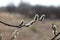 A close up of female catkins of a goat willow Salix caprea in the field in a sunny morning, selective focus